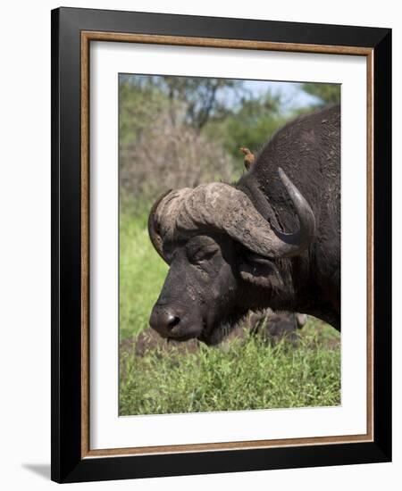 Cape Buffalo (Syncerus Caffer), with Redbilled Oxpecker, Kruger National Park, South Africa, Africa-Ann & Steve Toon-Framed Photographic Print