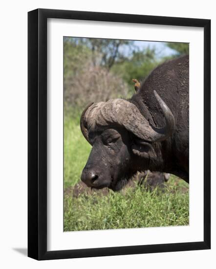 Cape Buffalo (Syncerus Caffer), with Redbilled Oxpecker, Kruger National Park, South Africa, Africa-Ann & Steve Toon-Framed Photographic Print