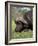 Cape Buffalo (Syncerus Caffer), with Redbilled Oxpecker, Kruger National Park, South Africa, Africa-Ann & Steve Toon-Framed Photographic Print