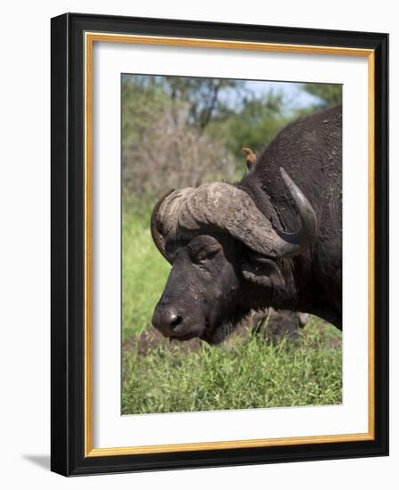 Cape Buffalo (Syncerus Caffer), with Redbilled Oxpecker, Kruger National Park, South Africa, Africa-Ann & Steve Toon-Framed Photographic Print