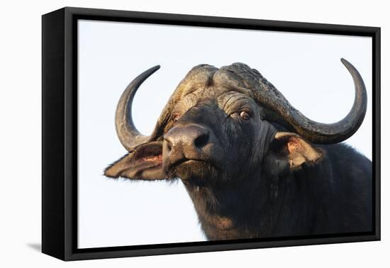 Cape buffalo (Syncerus caffer), Zimanga private game reserve, KwaZulu-Natal-Ann and Steve Toon-Framed Premier Image Canvas