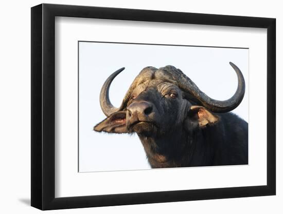 Cape buffalo (Syncerus caffer), Zimanga private game reserve, KwaZulu-Natal-Ann and Steve Toon-Framed Photographic Print