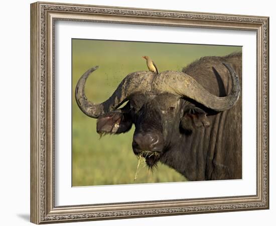 Cape Buffalo with a Red-Billed Oxpecker, Ngorongoro Conservation Area, Tanzania,East Africa,Africa-James Hager-Framed Photographic Print