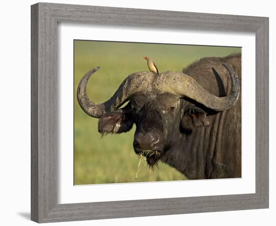 Cape Buffalo with a Red-Billed Oxpecker, Ngorongoro Conservation Area, Tanzania,East Africa,Africa-James Hager-Framed Photographic Print