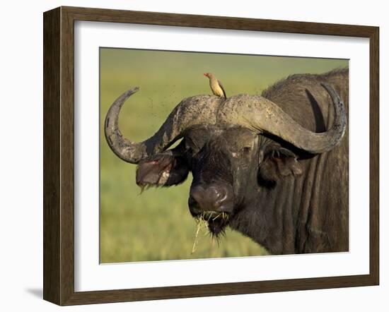 Cape Buffalo with a Red-Billed Oxpecker, Ngorongoro Conservation Area, Tanzania,East Africa,Africa-James Hager-Framed Photographic Print