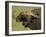 Cape Buffalo with a Red-Billed Oxpecker, Ngorongoro Conservation Area, Tanzania,East Africa,Africa-James Hager-Framed Photographic Print