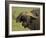 Cape Buffalo with a Red-Billed Oxpecker, Ngorongoro Conservation Area, Tanzania,East Africa,Africa-James Hager-Framed Photographic Print