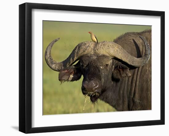 Cape Buffalo with a Red-Billed Oxpecker, Ngorongoro Conservation Area, Tanzania,East Africa,Africa-James Hager-Framed Photographic Print