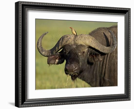 Cape Buffalo with a Red-Billed Oxpecker, Ngorongoro Conservation Area, Tanzania,East Africa,Africa-James Hager-Framed Photographic Print