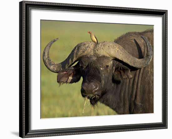 Cape Buffalo with a Red-Billed Oxpecker, Ngorongoro Conservation Area, Tanzania,East Africa,Africa-James Hager-Framed Photographic Print