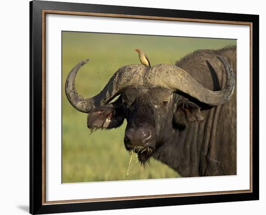 Cape Buffalo with a Red-Billed Oxpecker, Ngorongoro Conservation Area, Tanzania,East Africa,Africa-James Hager-Framed Photographic Print