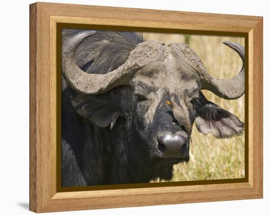 Cape Buffalo with a Yellow-Billed Oxpecker, Kenya-Joe Restuccia III-Framed Premier Image Canvas