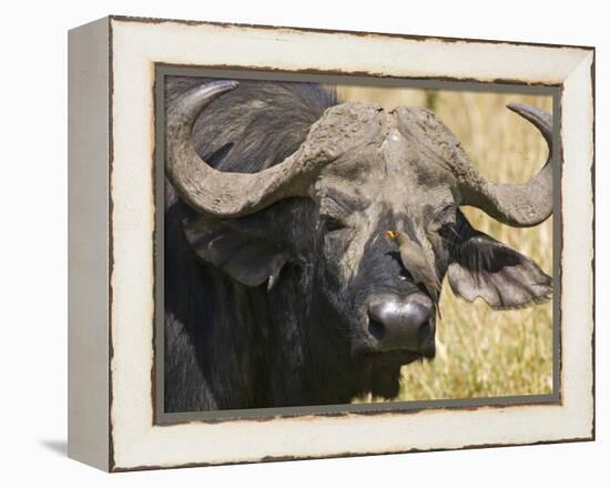Cape Buffalo with a Yellow-Billed Oxpecker, Kenya-Joe Restuccia III-Framed Premier Image Canvas