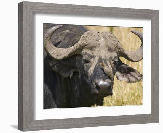 Cape Buffalo with a Yellow-Billed Oxpecker, Kenya-Joe Restuccia III-Framed Photographic Print