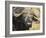 Cape Buffalo with a Yellow-Billed Oxpecker, Kenya-Joe Restuccia III-Framed Photographic Print