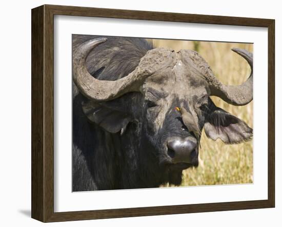 Cape Buffalo with a Yellow-Billed Oxpecker, Kenya-Joe Restuccia III-Framed Photographic Print