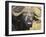 Cape Buffalo with a Yellow-Billed Oxpecker, Kenya-Joe Restuccia III-Framed Photographic Print