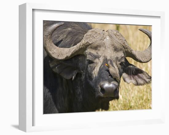 Cape Buffalo with a Yellow-Billed Oxpecker, Kenya-Joe Restuccia III-Framed Photographic Print