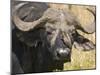 Cape Buffalo with a Yellow-Billed Oxpecker, Kenya-Joe Restuccia III-Mounted Photographic Print