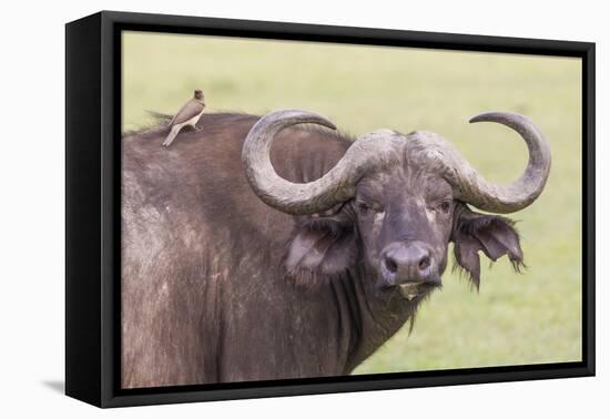 Cape Buffalo with Yellow Ox Pecker Bird, Ngorongoro, Tanzania-James Heupel-Framed Premier Image Canvas