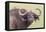 Cape Buffalo with Yellow Ox Pecker Bird, Ngorongoro, Tanzania-James Heupel-Framed Premier Image Canvas