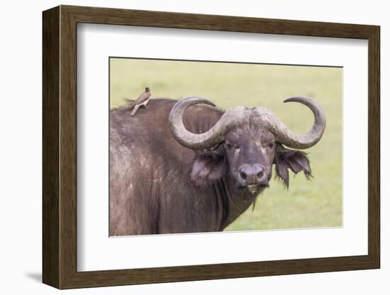 Cape Buffalo with Yellow Ox Pecker Bird, Ngorongoro, Tanzania-James Heupel-Framed Photographic Print