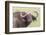 Cape Buffalo with Yellow Ox Pecker Bird, Ngorongoro, Tanzania-James Heupel-Framed Photographic Print