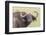 Cape Buffalo with Yellow Ox Pecker Bird, Ngorongoro, Tanzania-James Heupel-Framed Photographic Print