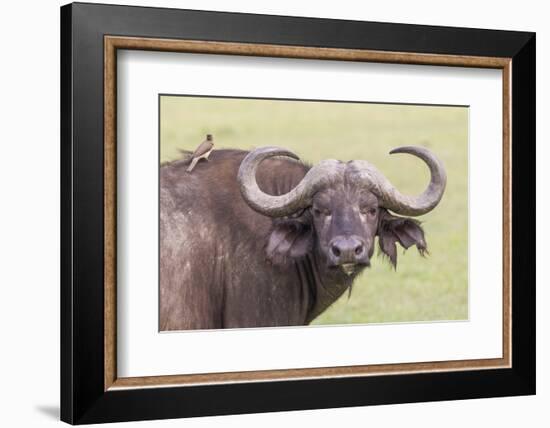 Cape Buffalo with Yellow Ox Pecker Bird, Ngorongoro, Tanzania-James Heupel-Framed Photographic Print