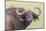 Cape Buffalo with Yellow Ox Pecker Bird, Ngorongoro, Tanzania-James Heupel-Mounted Photographic Print