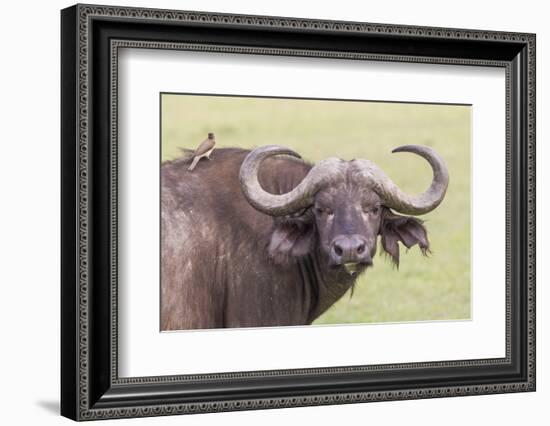 Cape Buffalo with Yellow Ox Pecker Bird, Ngorongoro, Tanzania-James Heupel-Framed Photographic Print