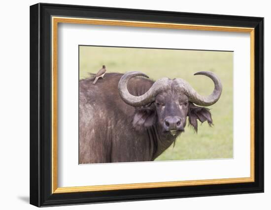 Cape Buffalo with Yellow Ox Pecker Bird, Ngorongoro, Tanzania-James Heupel-Framed Photographic Print