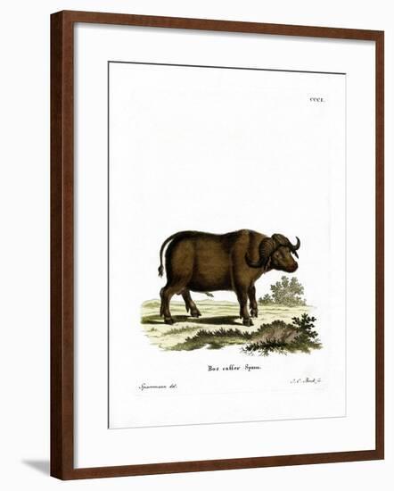 Cape Buffalo-null-Framed Giclee Print
