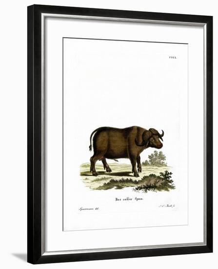 Cape Buffalo-null-Framed Giclee Print