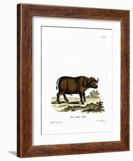 Cape Buffalo-null-Framed Giclee Print