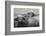 Cape Buffalos and Friend-Scott Bennion-Framed Photo