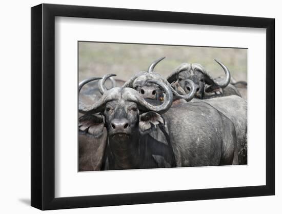 Cape Buffalos and Friend-Scott Bennion-Framed Photo