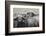 Cape Buffalos and Friend-Scott Bennion-Framed Photo