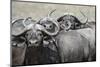 Cape Buffalos and Friend-Scott Bennion-Mounted Photo