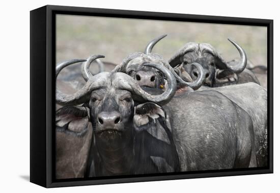Cape Buffalos and Friend-Scott Bennion-Framed Stretched Canvas