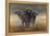 Cape Buffalos-Harro Maass-Framed Premier Image Canvas