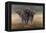 Cape Buffalos-Harro Maass-Framed Premier Image Canvas