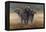 Cape Buffalos-Harro Maass-Framed Premier Image Canvas