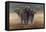 Cape Buffalos-Harro Maass-Framed Premier Image Canvas