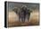 Cape Buffalos-Harro Maass-Framed Premier Image Canvas