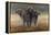 Cape Buffalos-Harro Maass-Framed Premier Image Canvas