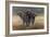 Cape Buffalos-Harro Maass-Framed Giclee Print