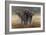 Cape Buffalos-Harro Maass-Framed Giclee Print