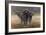 Cape Buffalos-Harro Maass-Framed Giclee Print