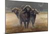 Cape Buffalos-Harro Maass-Mounted Giclee Print